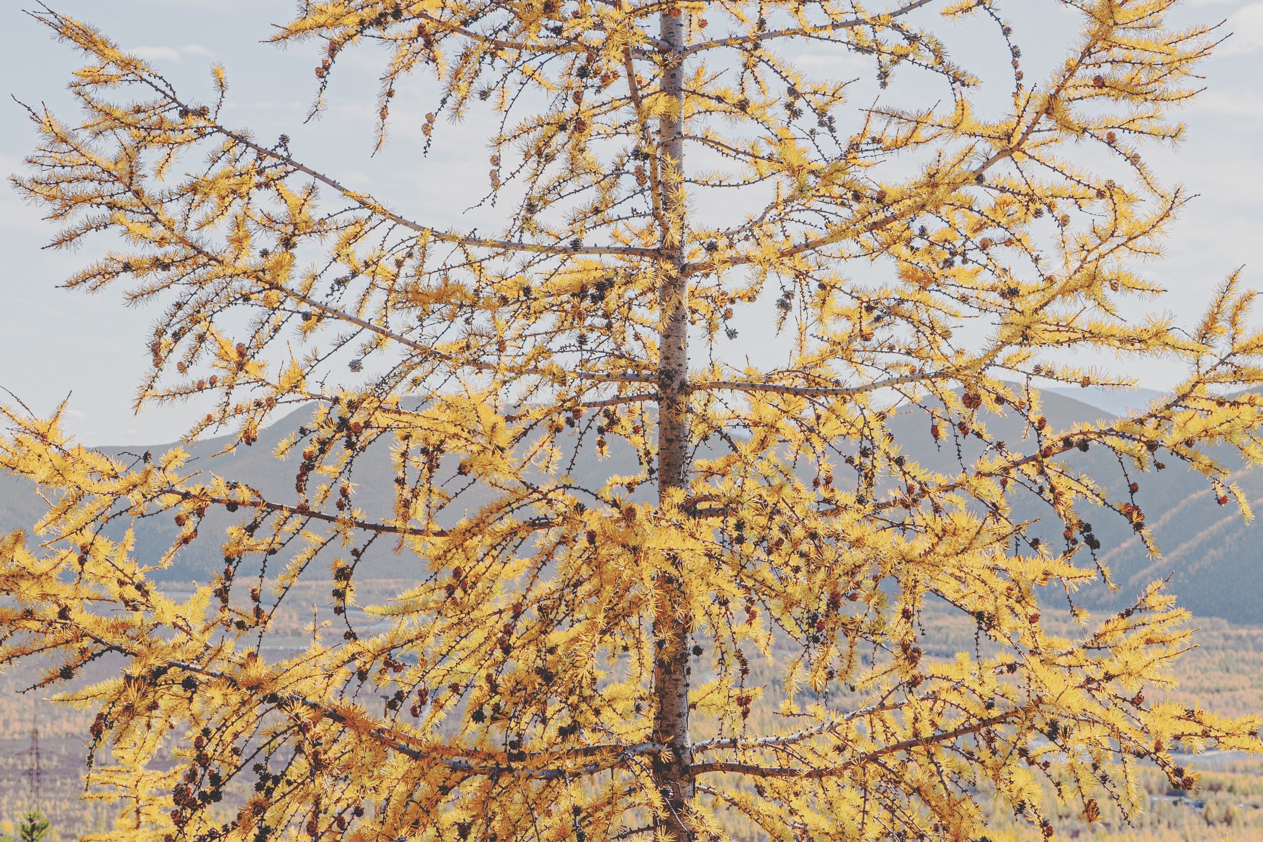 Колыма_принт_золото. Элина Гусарова