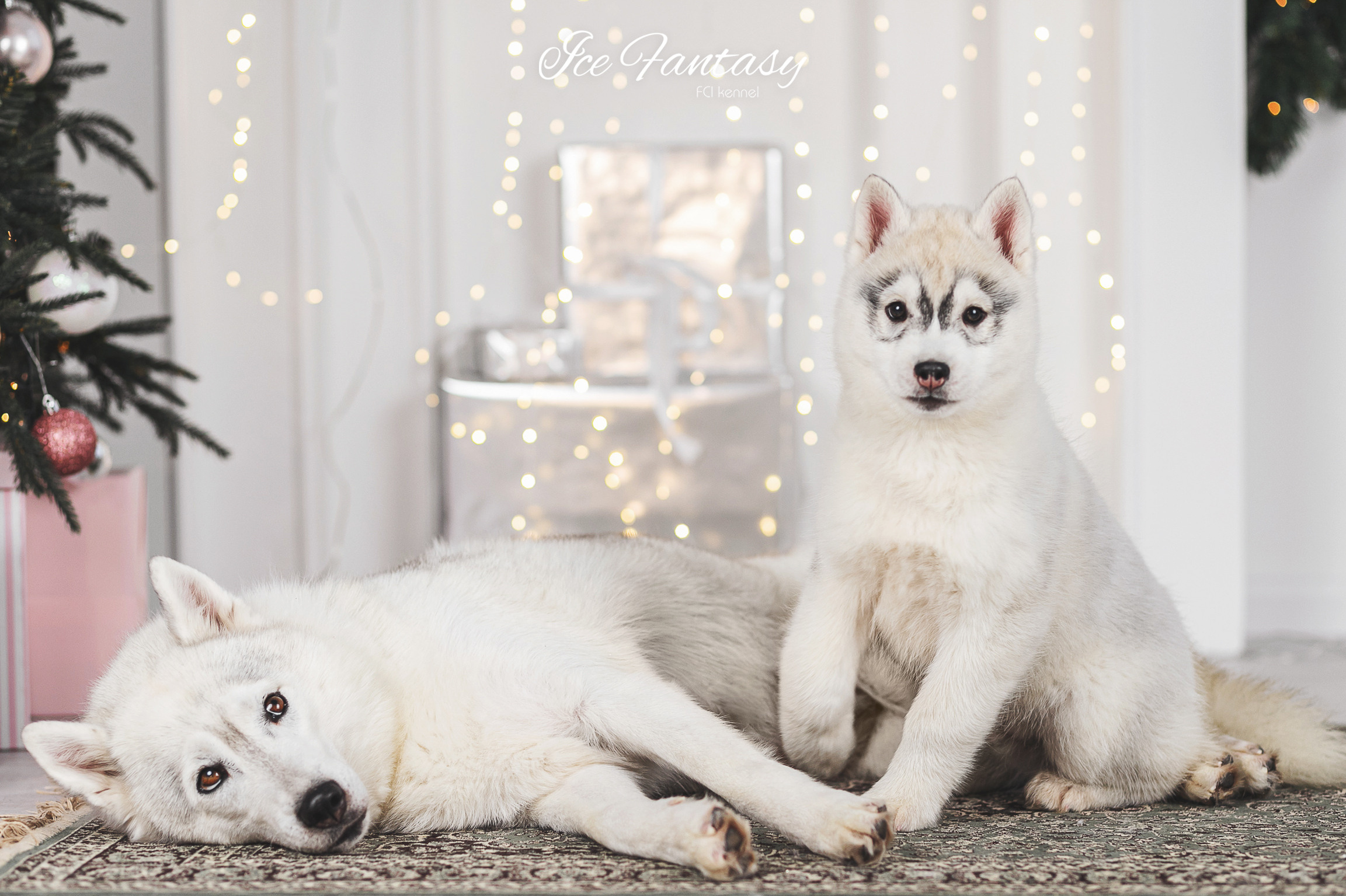 Purchasing a puppy in our kennel. Ice Fantasy kennel: professional breeding of Siberian huskies and wels