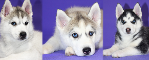 Племенная книга питомника Ice Fantasy. Ice Fantasy kennel: professional breeding of Siberian huskies and wels