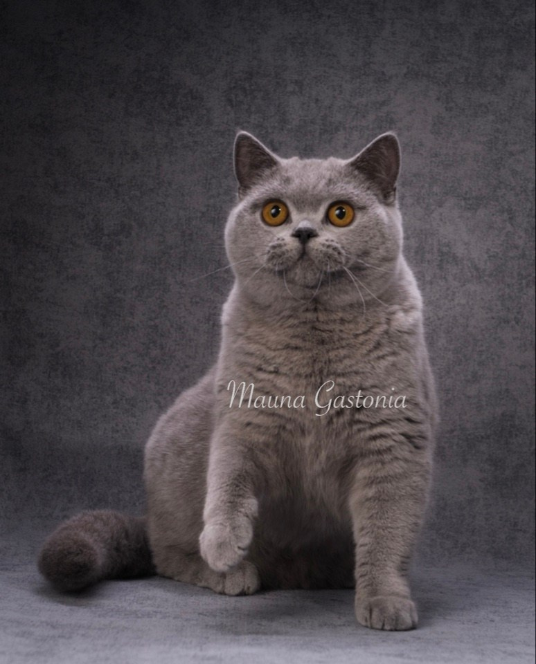 Кошки\Female. Mauna Gastonia