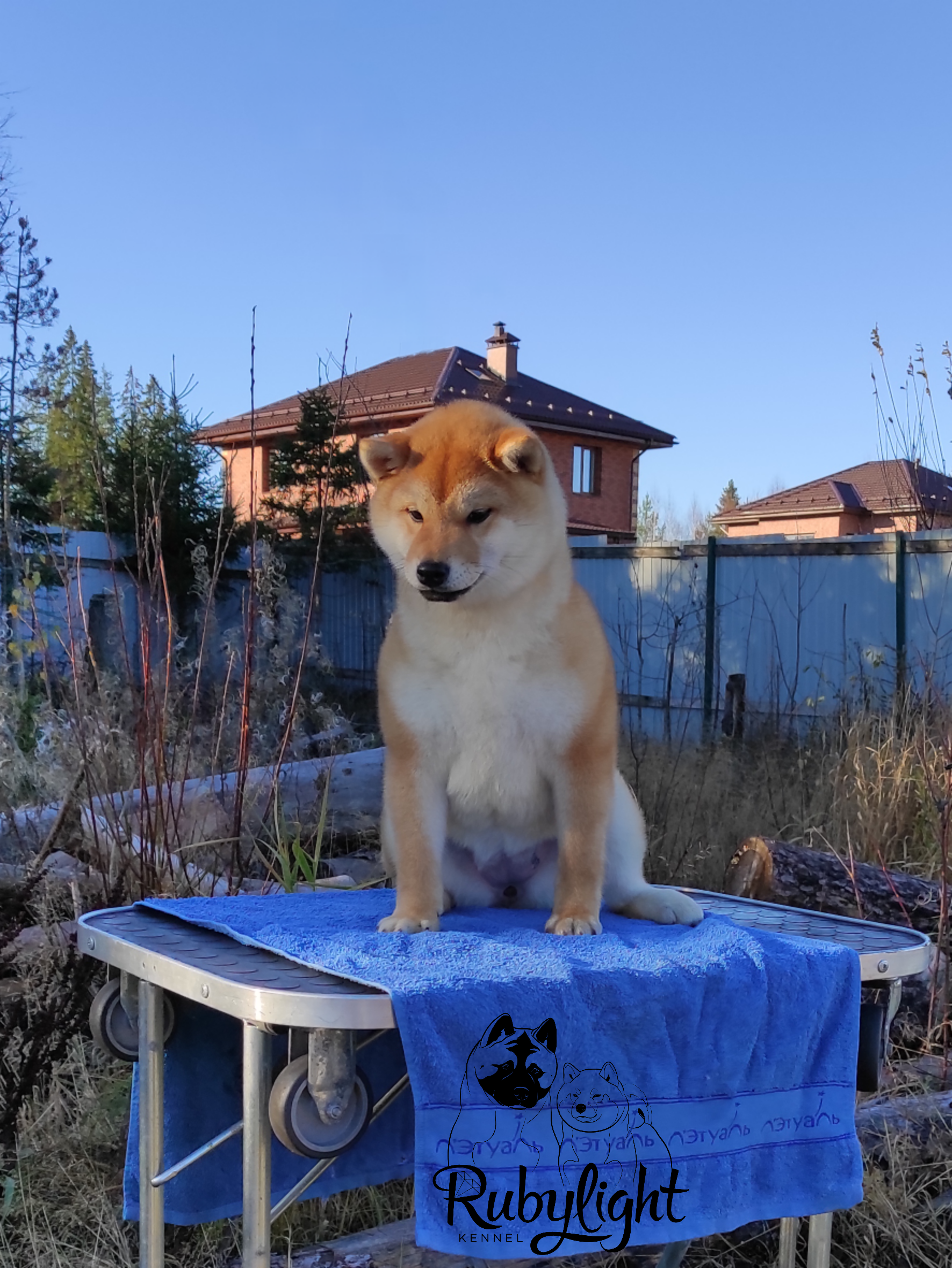 AMERICAN AKITA RUBYLIGHT KENNEL I SHIBA-INU