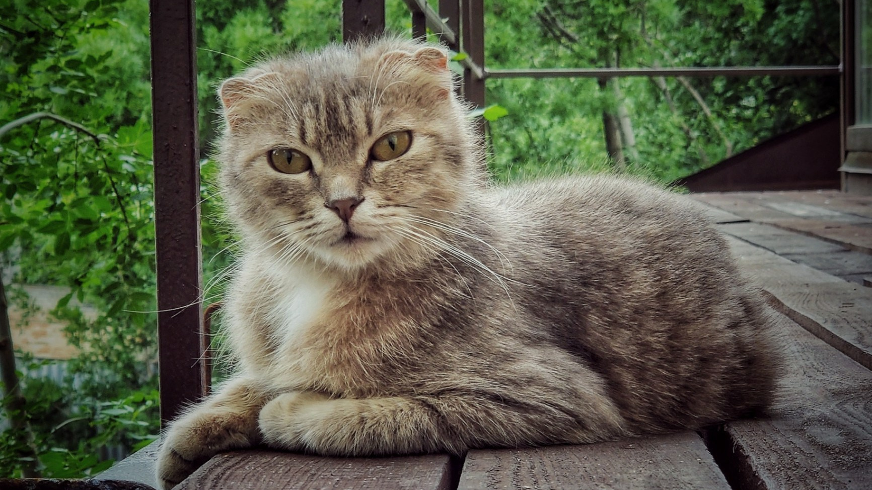 Серый шотландский прямоухий кот лежит на деревянном настиле