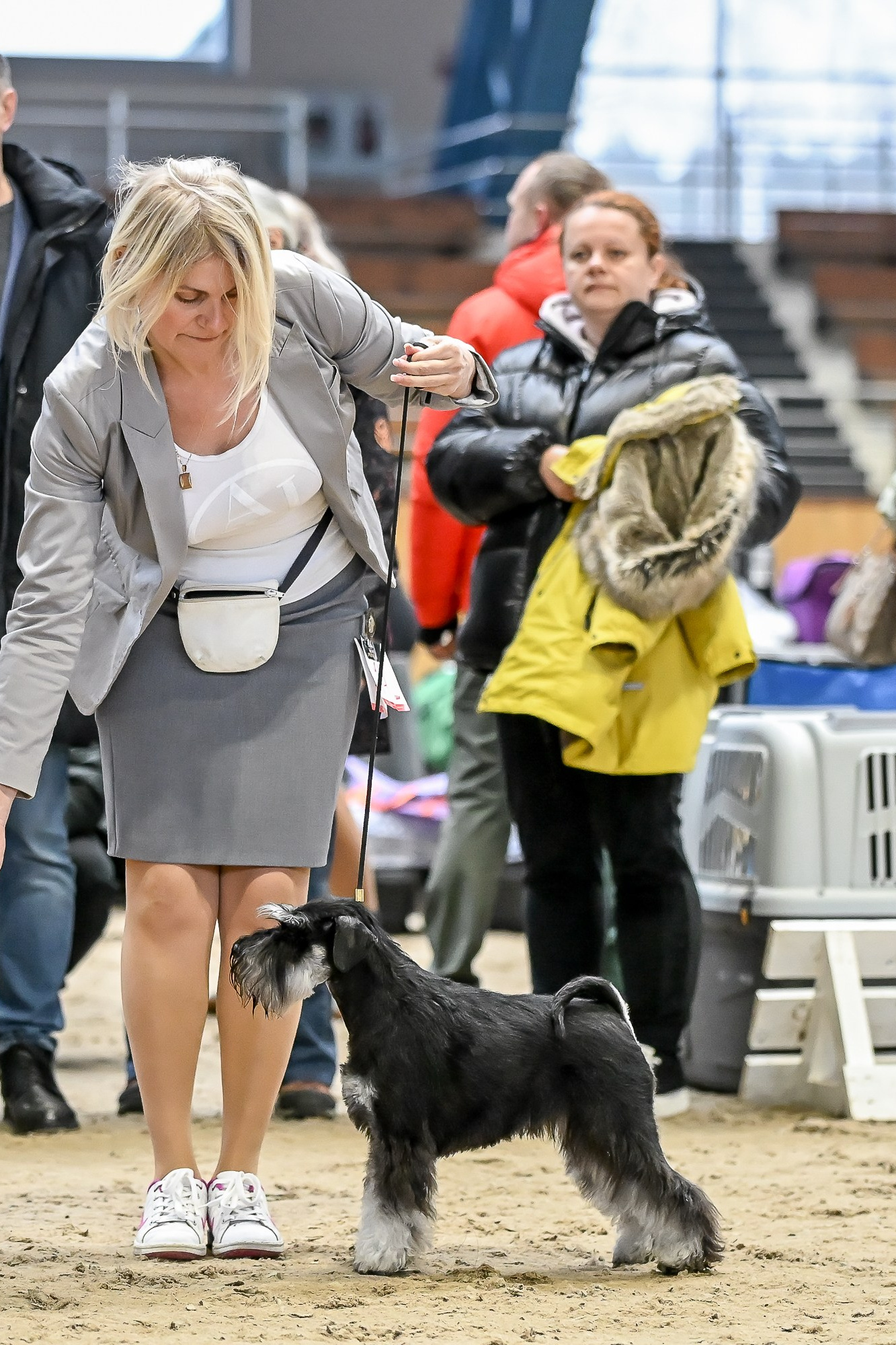 Новый Юный Чемпион Беларуси в питомнике 💥. Питомник цвергшнауцеров в Беларуси «Делинсо Бэлэнс»