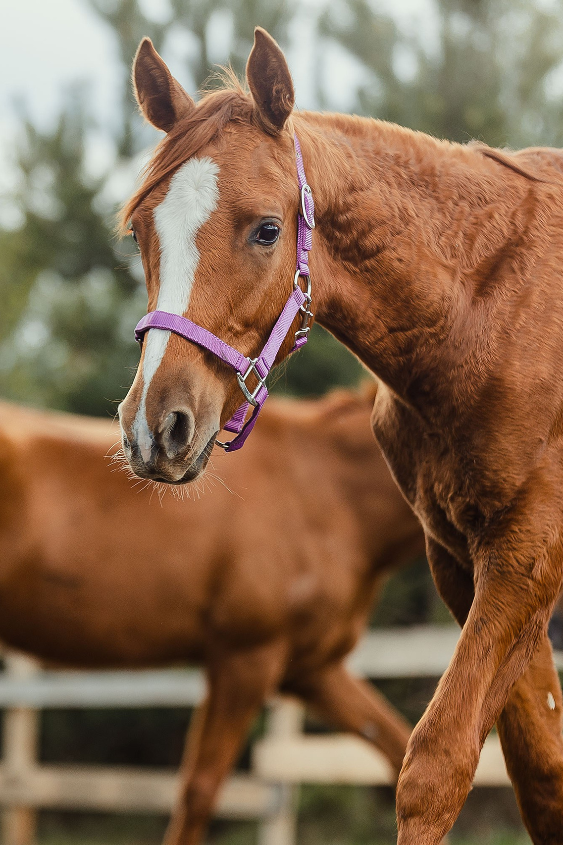 Екатерина Справцева фотограф анималист - стоимость. Фотограф Анималист Екатерина Справцева в Нижнем Новгороде