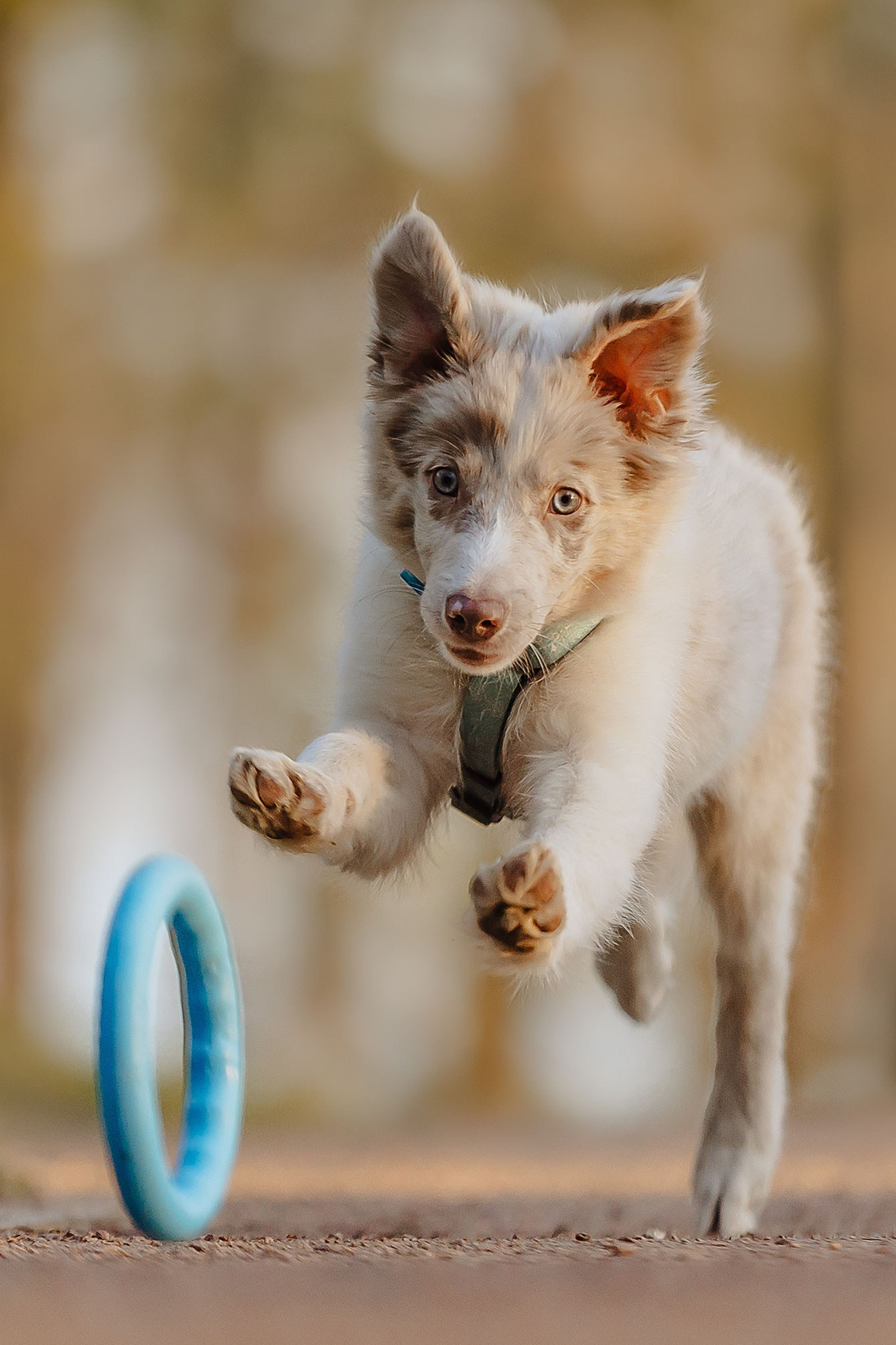Екатерина Справцева фотограф анималист - стоимость. Фотограф Анималист Екатерина Справцева в Нижнем Новгороде