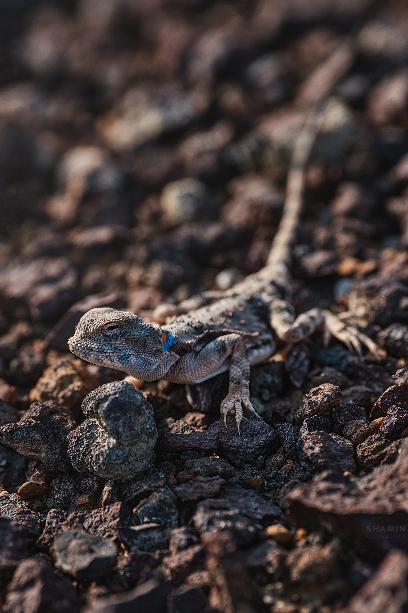 Киргизия — геопарк Мадыген (19.05.25 — 27.05.25). Фотограф Константин Шамин