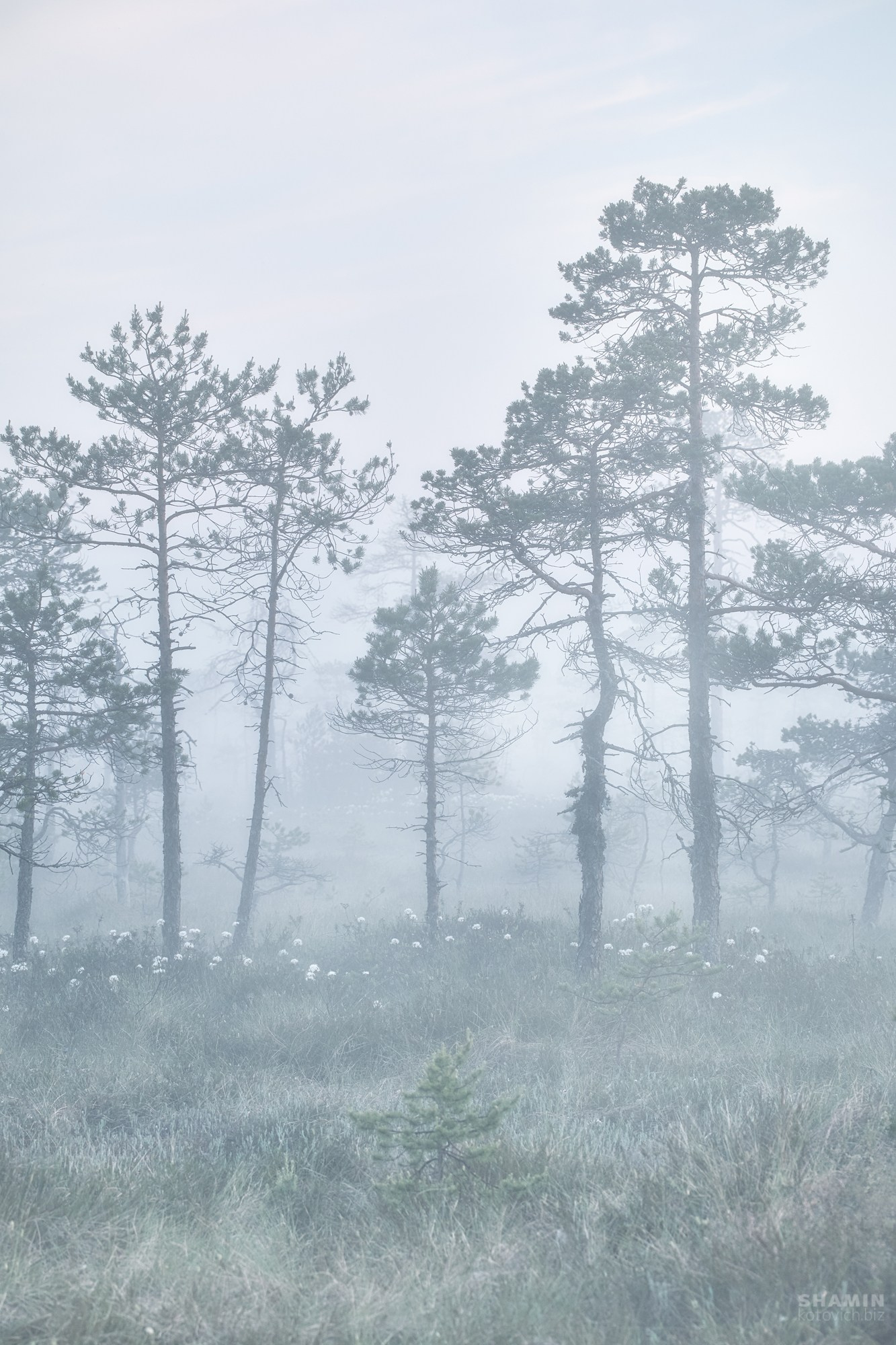 Прогнозирование и съемка туманов. Фотограф Константин Шамин