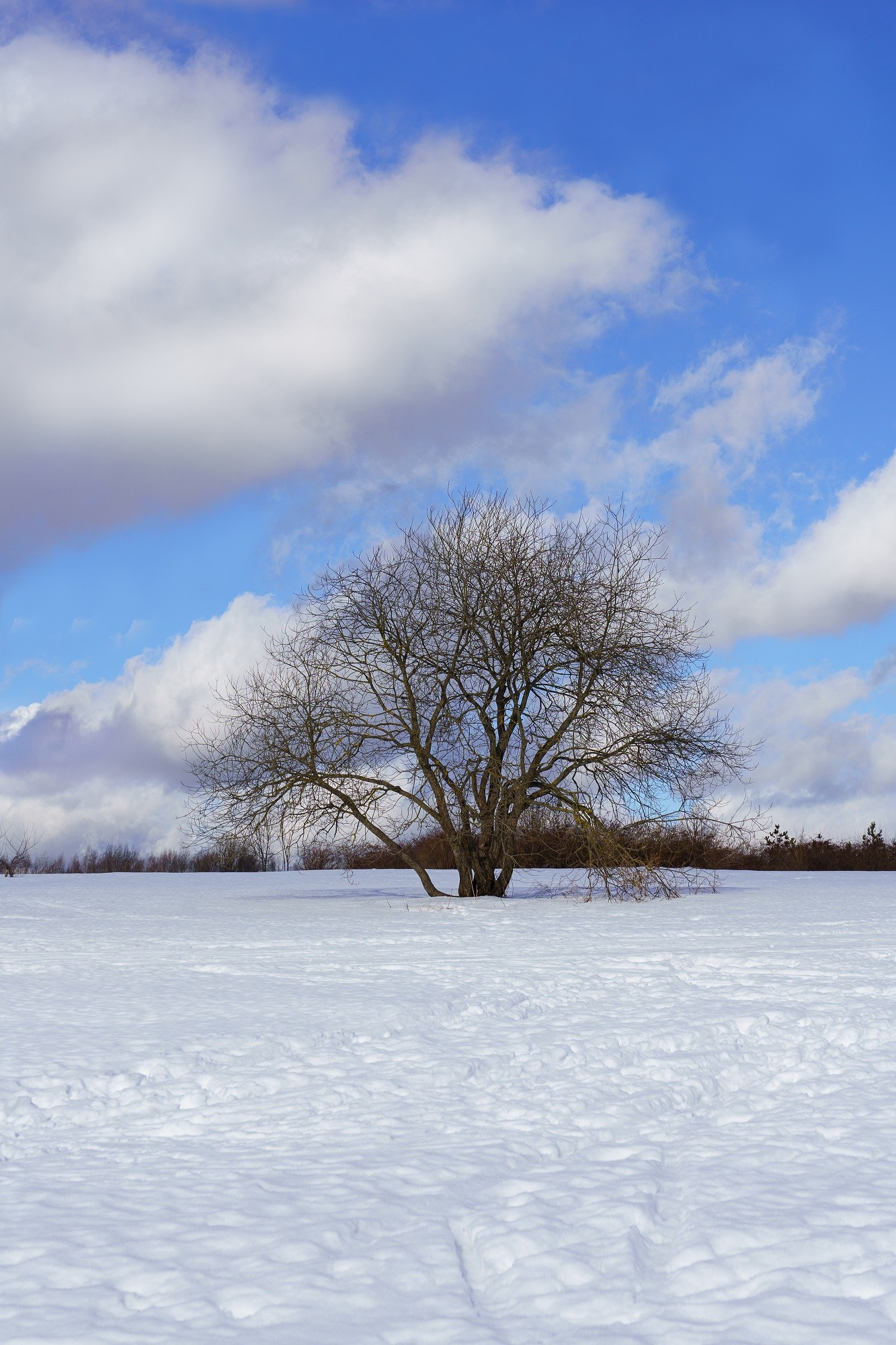 Участие в фотовыставке «Зимняя рапсодия». Фотохудожник в Москве Виктория Лаврова Искусство авторской фотографии для Вас