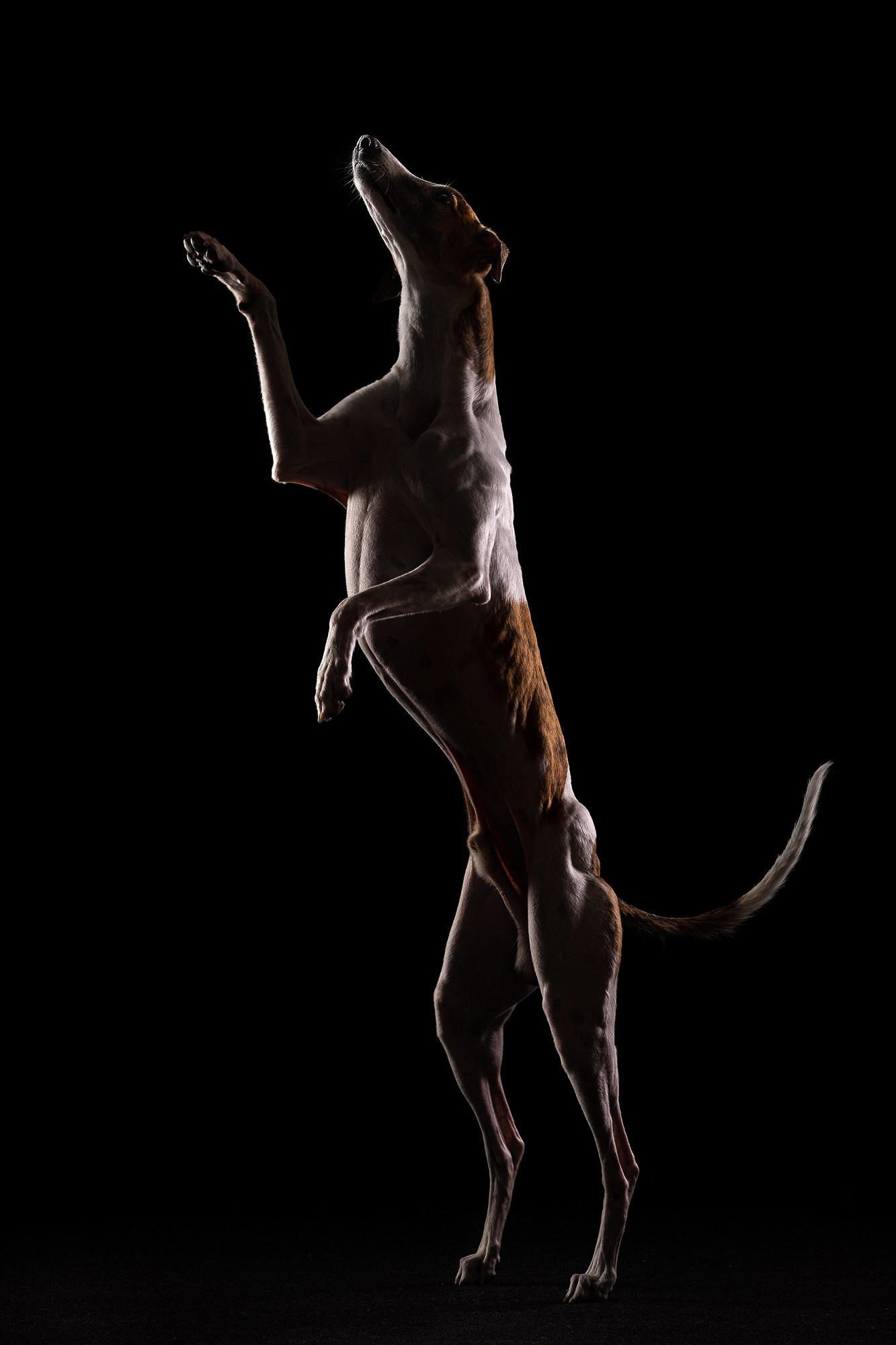 Приглашаю на студийные фото дни в феврале!. Фотограф-анималист Natalia Deingel | Фотосъемка собак в Москве