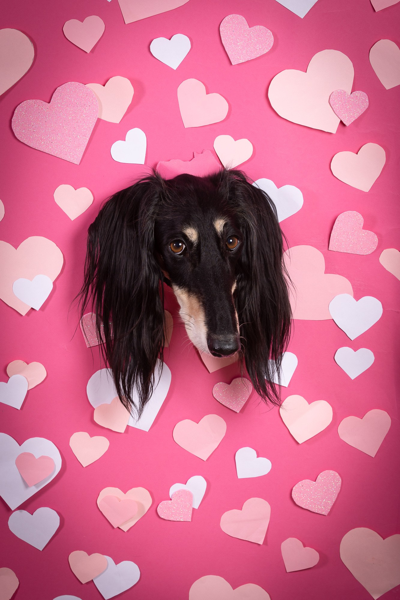 Приглашаю на студийные фото дни в феврале!. Фотограф-анималист Natalia Deingel | Фотосъемка собак в Москве