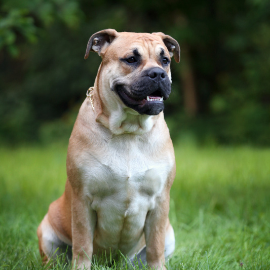 Кадебо Чемпион России