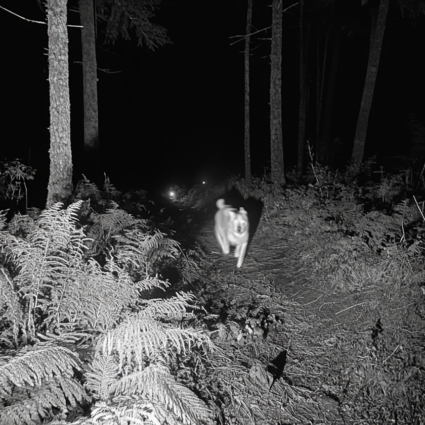 Лаборатория проектной фотографии. Самоорганизация Низина