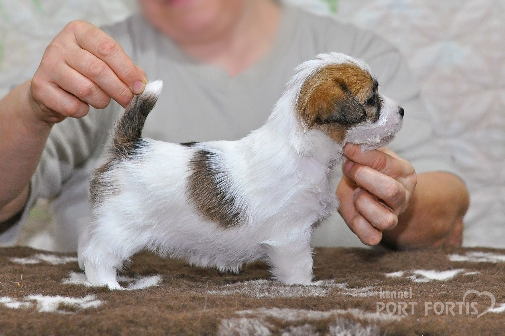 2026 Litter D. Щенки джек рассел терьера, питомник РКФ, питомник джек рассел терьеров, питомник Порт Фортис, kennel PORT FORTIS