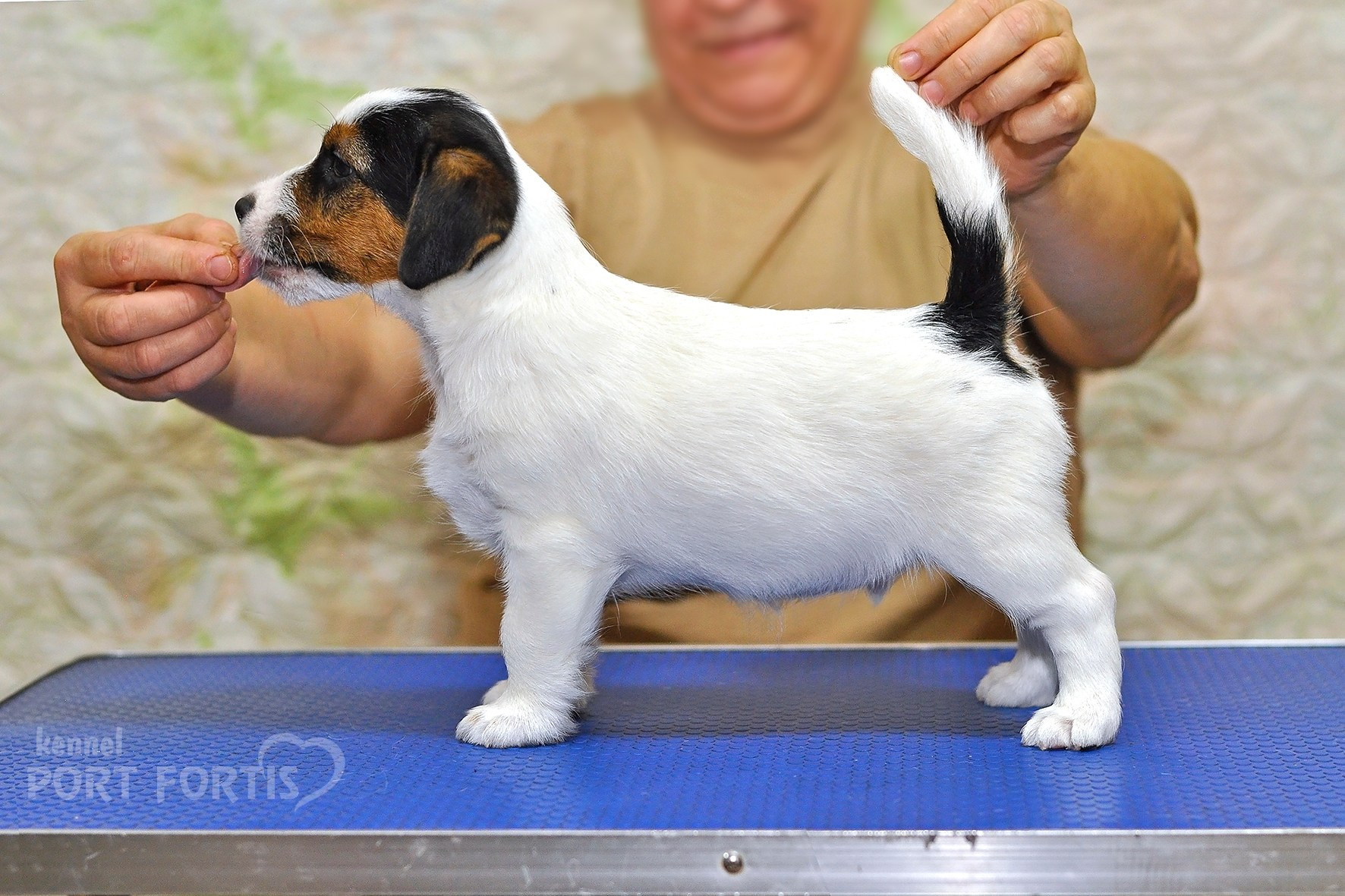 2025 Litter CH. Щенки джек рассел терьера, питомник РКФ, питомник джек рассел терьеров, питомник Порт Фортис, kennel PORT FORTIS