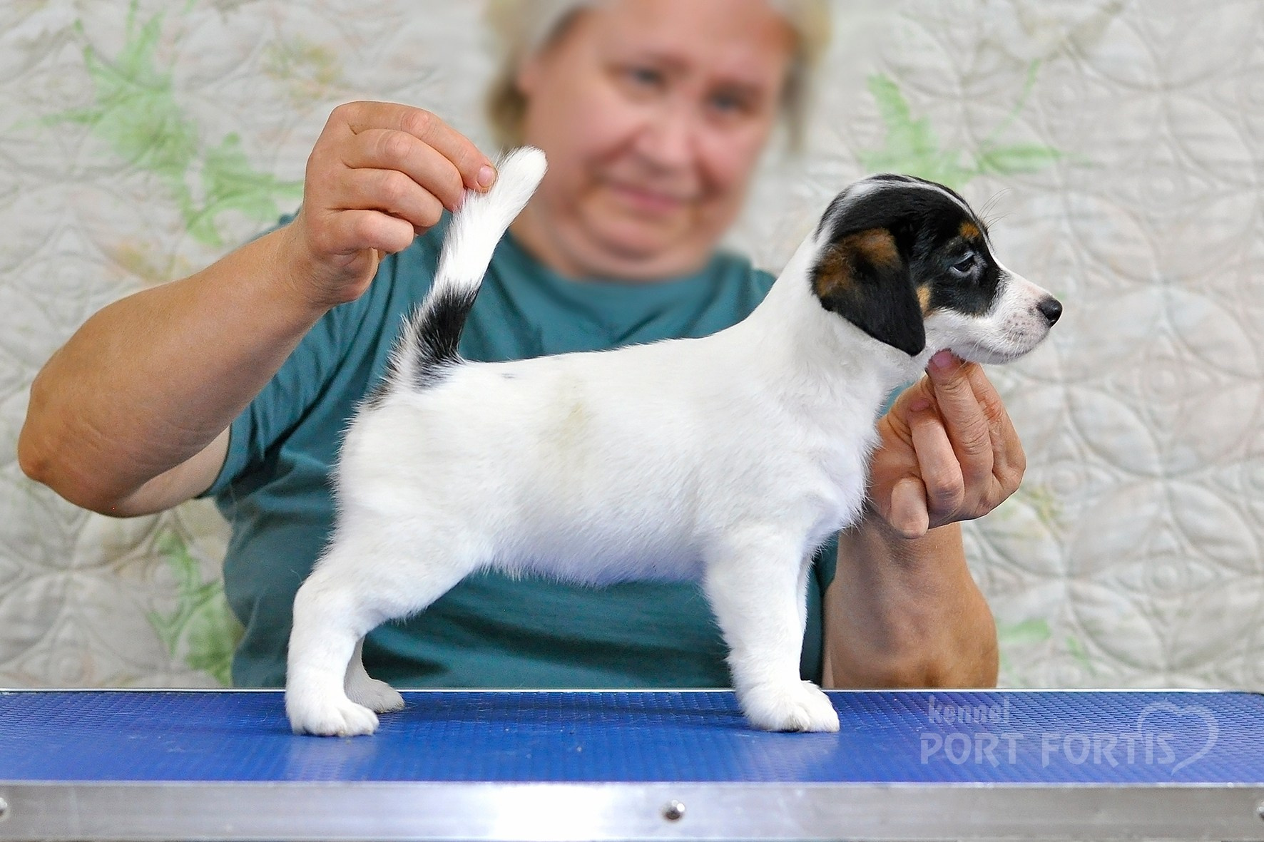 питомник порт фортис, kennel port fortis, джек рассел терьер, питомник джек рассел терьеров, kennel Jack russell terrier, щенки джек рассел терьера, купить щенка