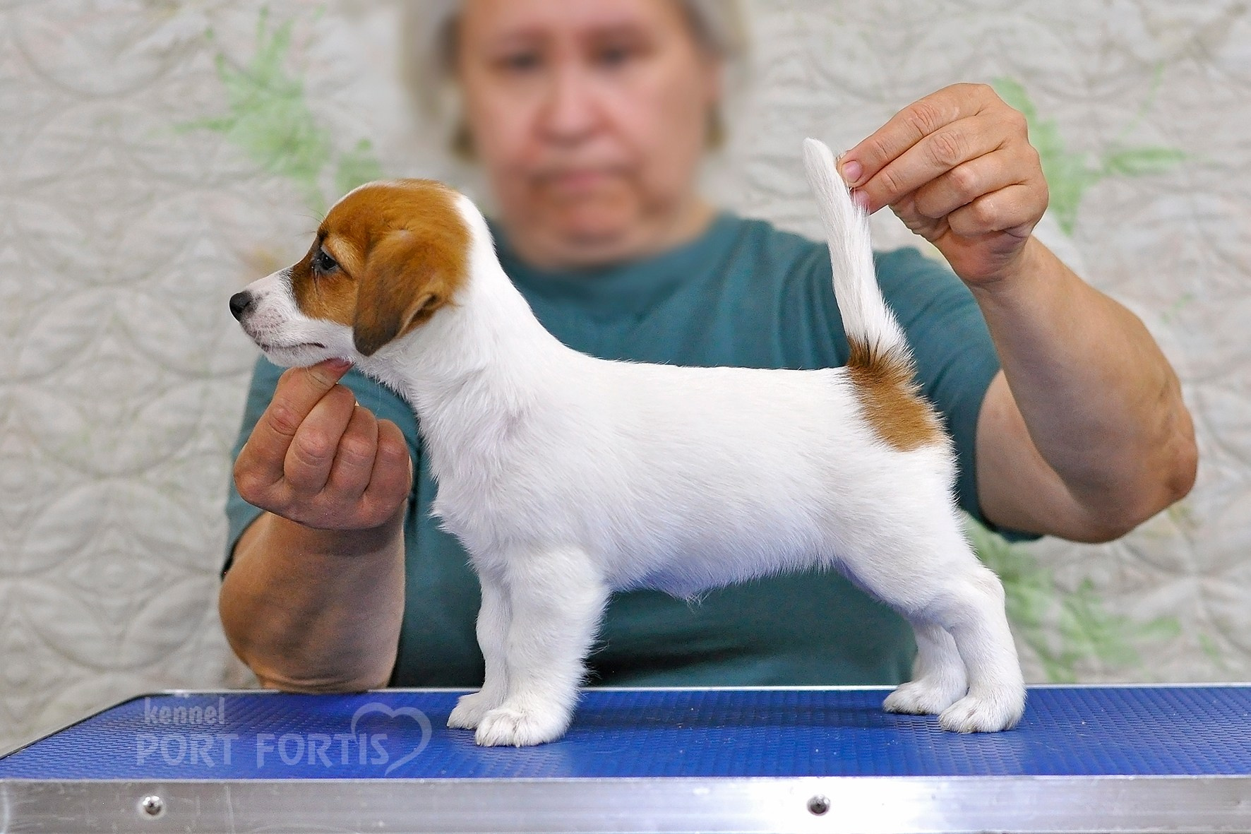 питомник порт фортис, kennel port fortis, джек рассел терьер, питомник джек рассел терьеров, kennel Jack russell terrier, щенки джек рассел терьера, купить щенка