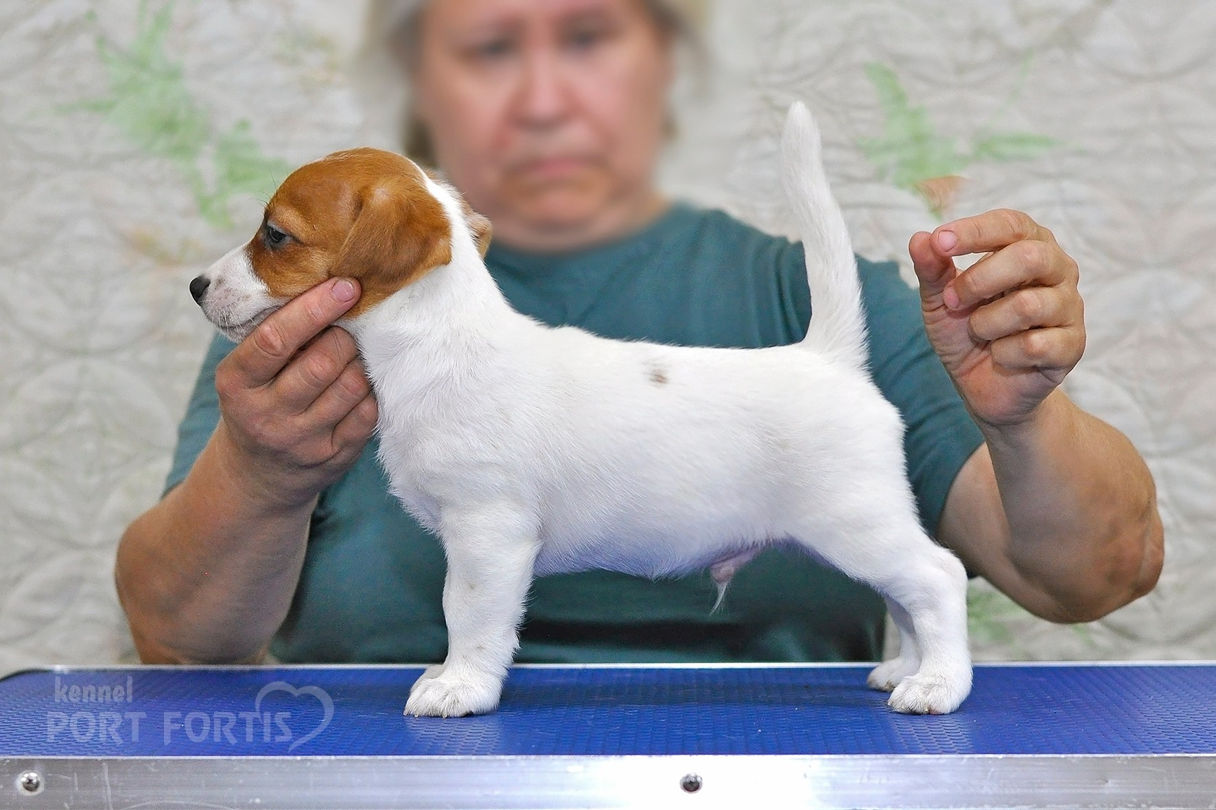питомник порт фортис, kennel port fortis, джек рассел терьер, питомник джек рассел терьеров, kennel Jack russell terrier, щенки джек рассел терьера, купить щенка