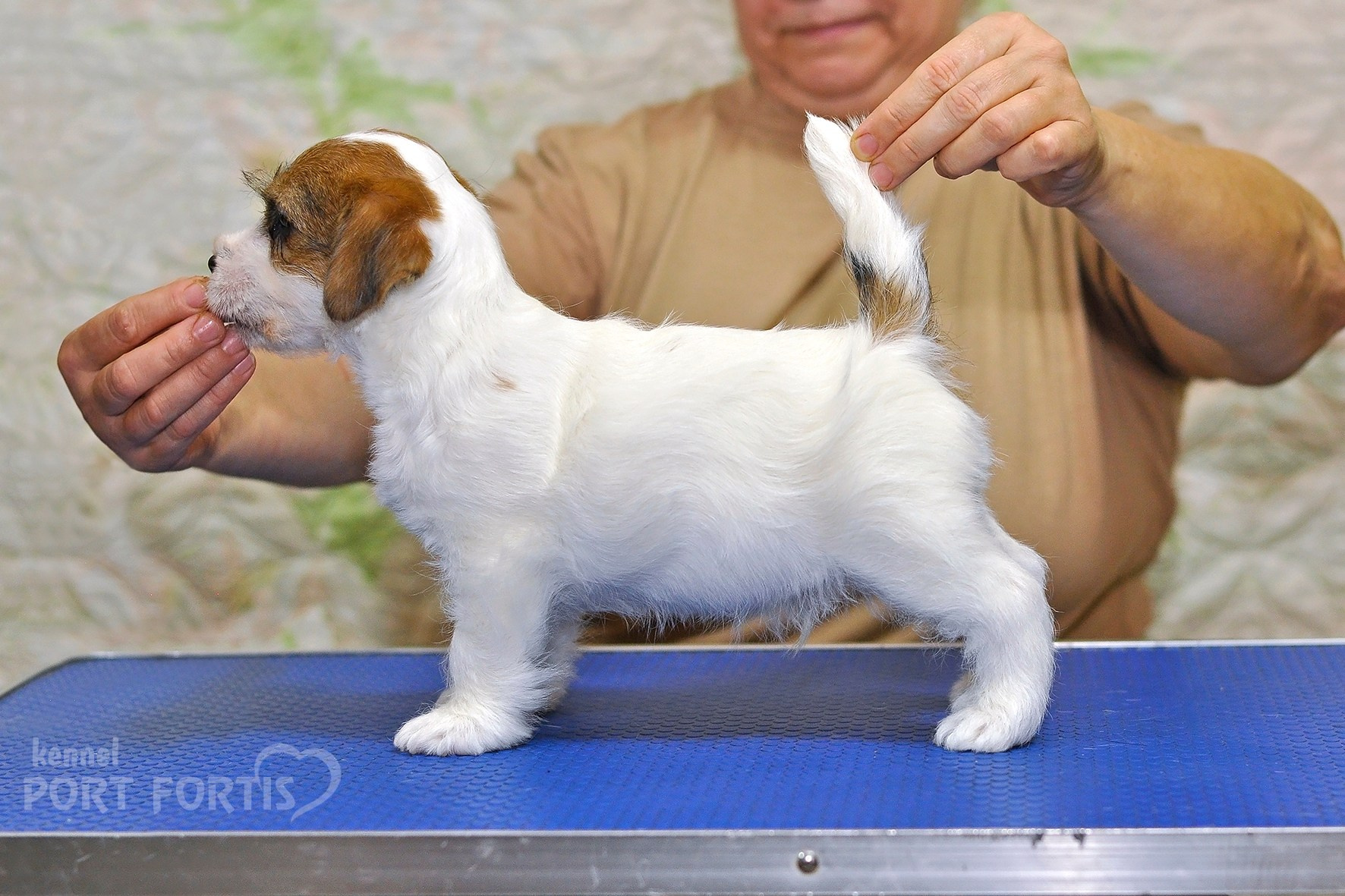 2025 Litter CH. Щенки джек рассел терьера, питомник РКФ, питомник джек рассел терьеров, питомник Порт Фортис, kennel PORT FORTIS