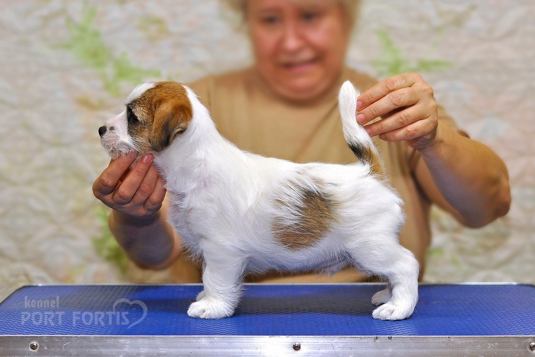2025 Litter CH. Щенки джек рассел терьера, питомник РКФ, питомник джек рассел терьеров, питомник Порт Фортис, kennel PORT FORTIS