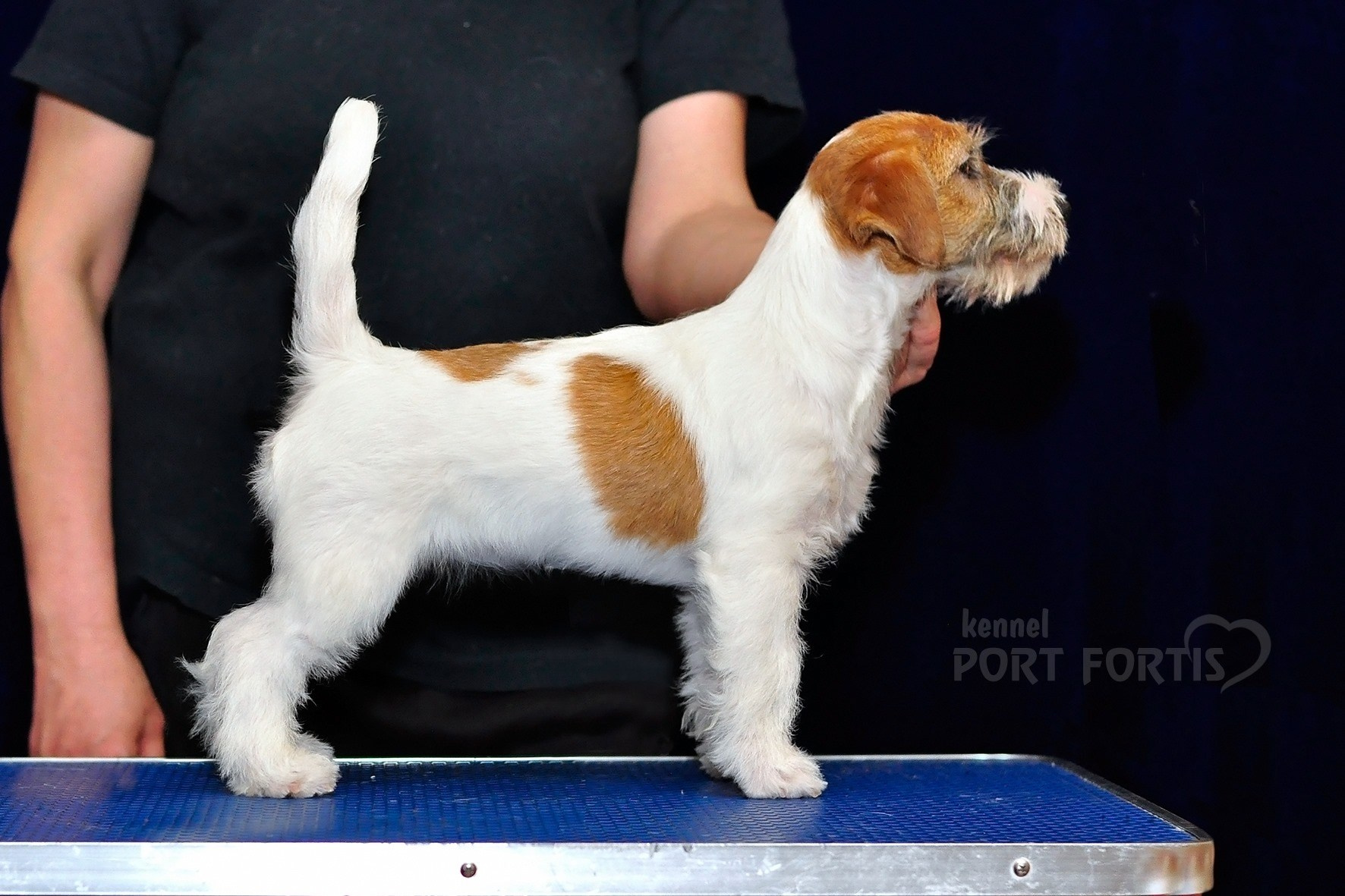 СУКИ / FEMALES. Щенки джек рассел терьера, питомник РКФ, питомник джек рассел терьеров, питомник Порт Фортис, kennel PORT FORTIS