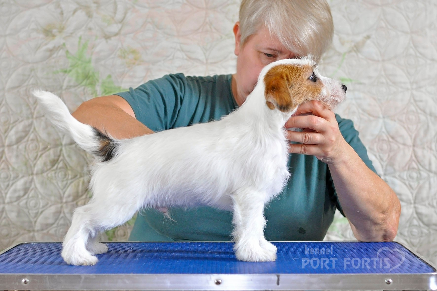 2026 Litter F. Щенки джек рассел терьера, питомник РКФ, питомник джек рассел терьеров, питомник Порт Фортис, kennel PORT FORTIS