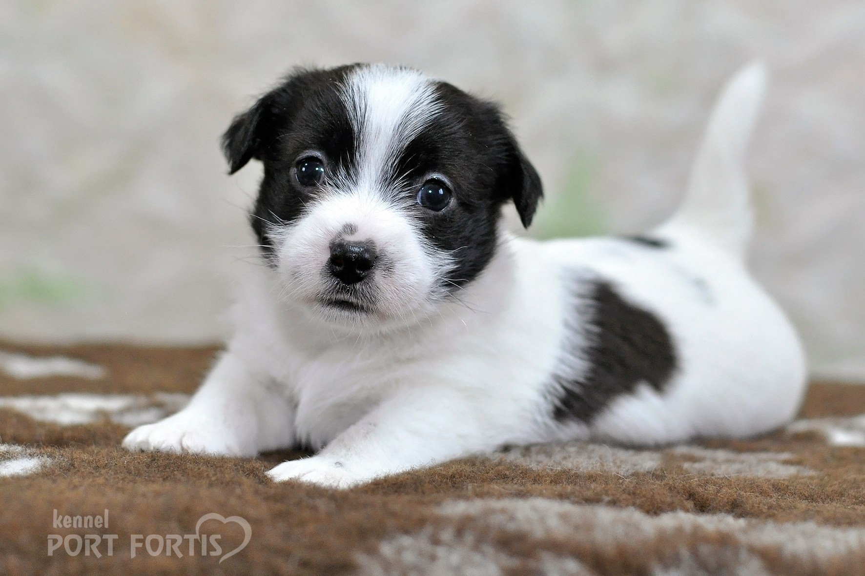 2026 Litter D. Щенки джек рассел терьера, питомник РКФ, питомник джек рассел терьеров, питомник Порт Фортис, kennel PORT FORTIS