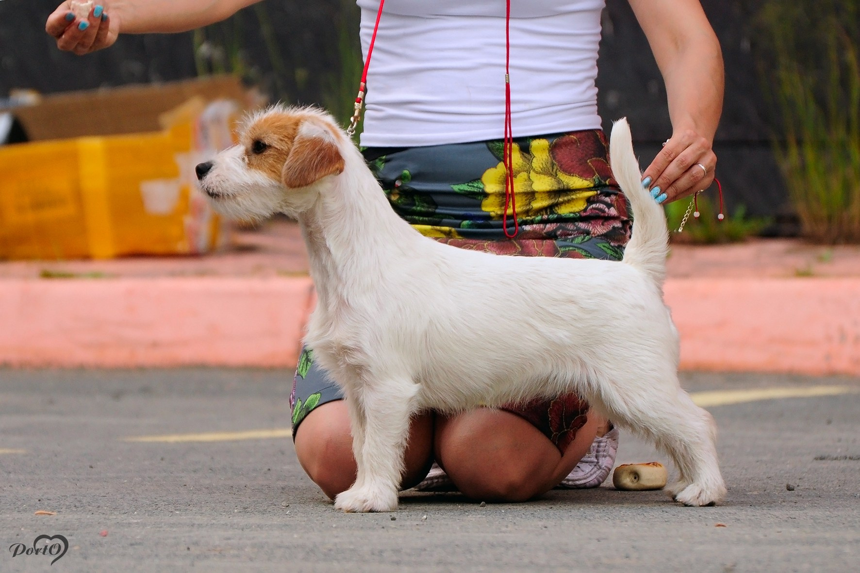 СУКИ / FEMALES. Щенки джек рассел терьера, питомник РКФ, питомник джек рассел терьеров, питомник Порт Фортис, kennel PORT FORTIS