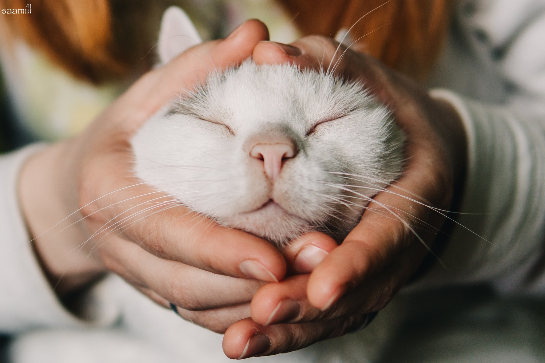 Домашняя фотосессия котиков. Saamill