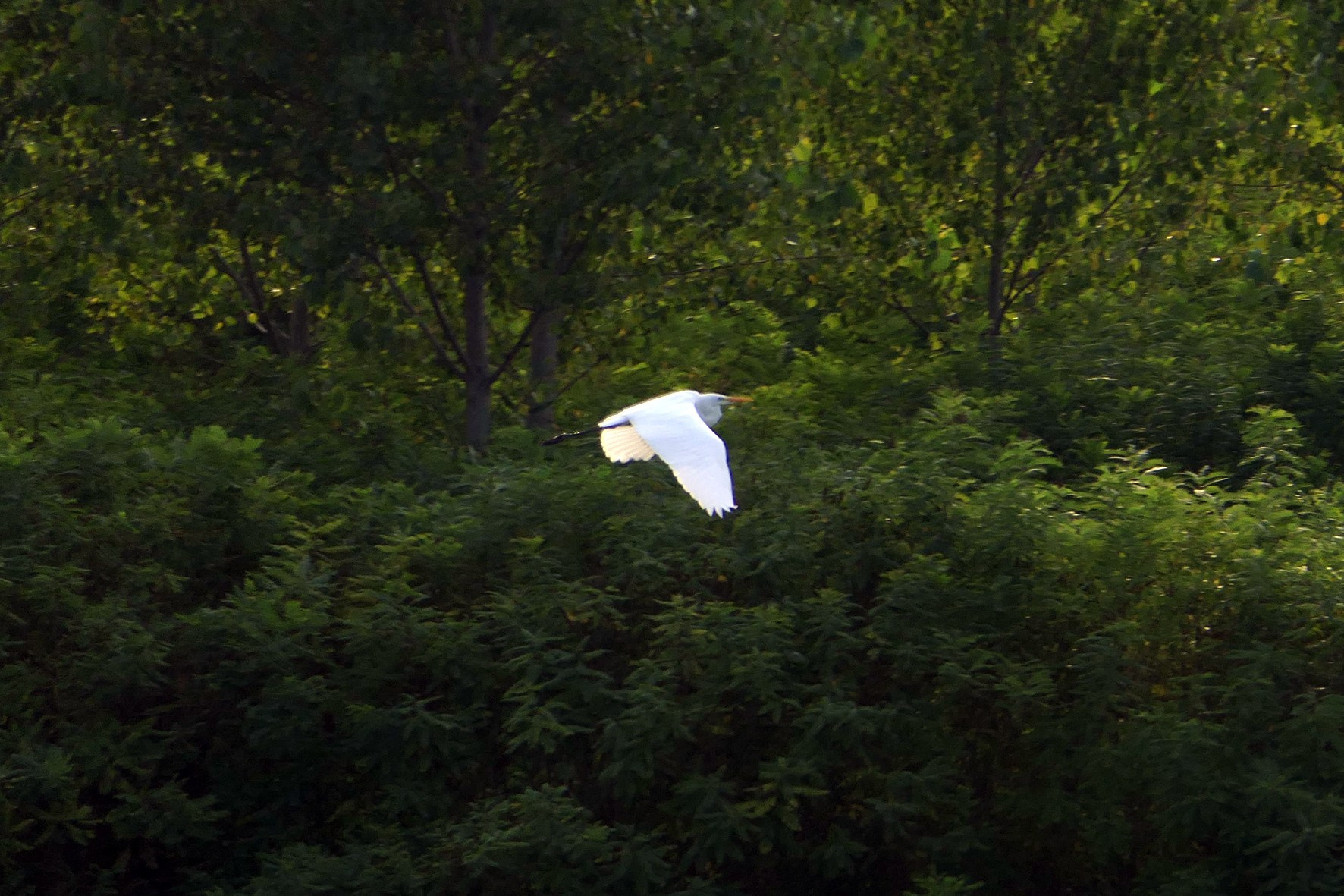 Наталия Бабинцева — ВЫДЕЛЕННАЯ ТЕРРИТОРИЯ: прогулки с N