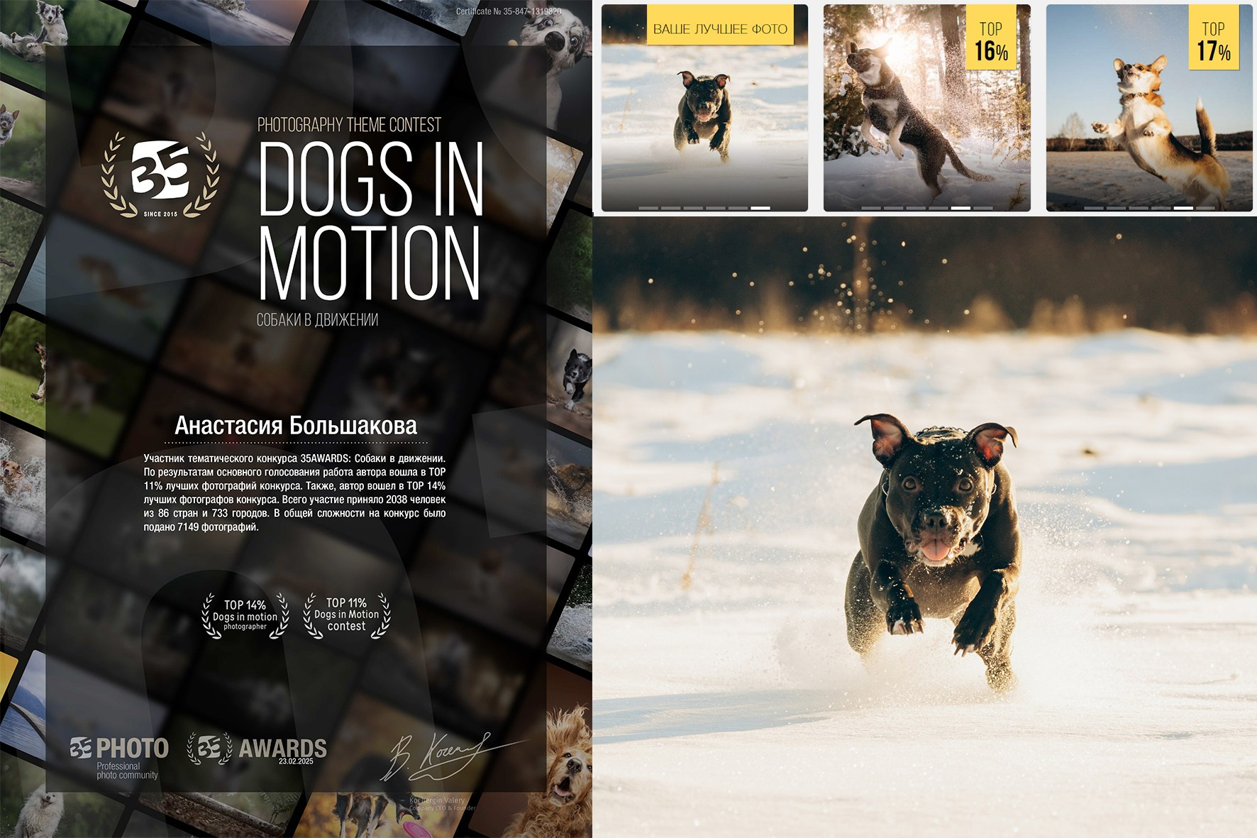 Мои достижения. Фотограф-анималист Анастасия Большакова