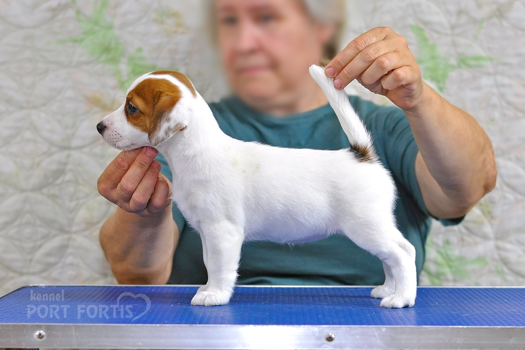 питомник порт фортис, kennel port fortis, джек рассел терьер, питомник джек рассел терьеров, kennel Jack russell terrier, щенки джек рассел терьера, купить щенка