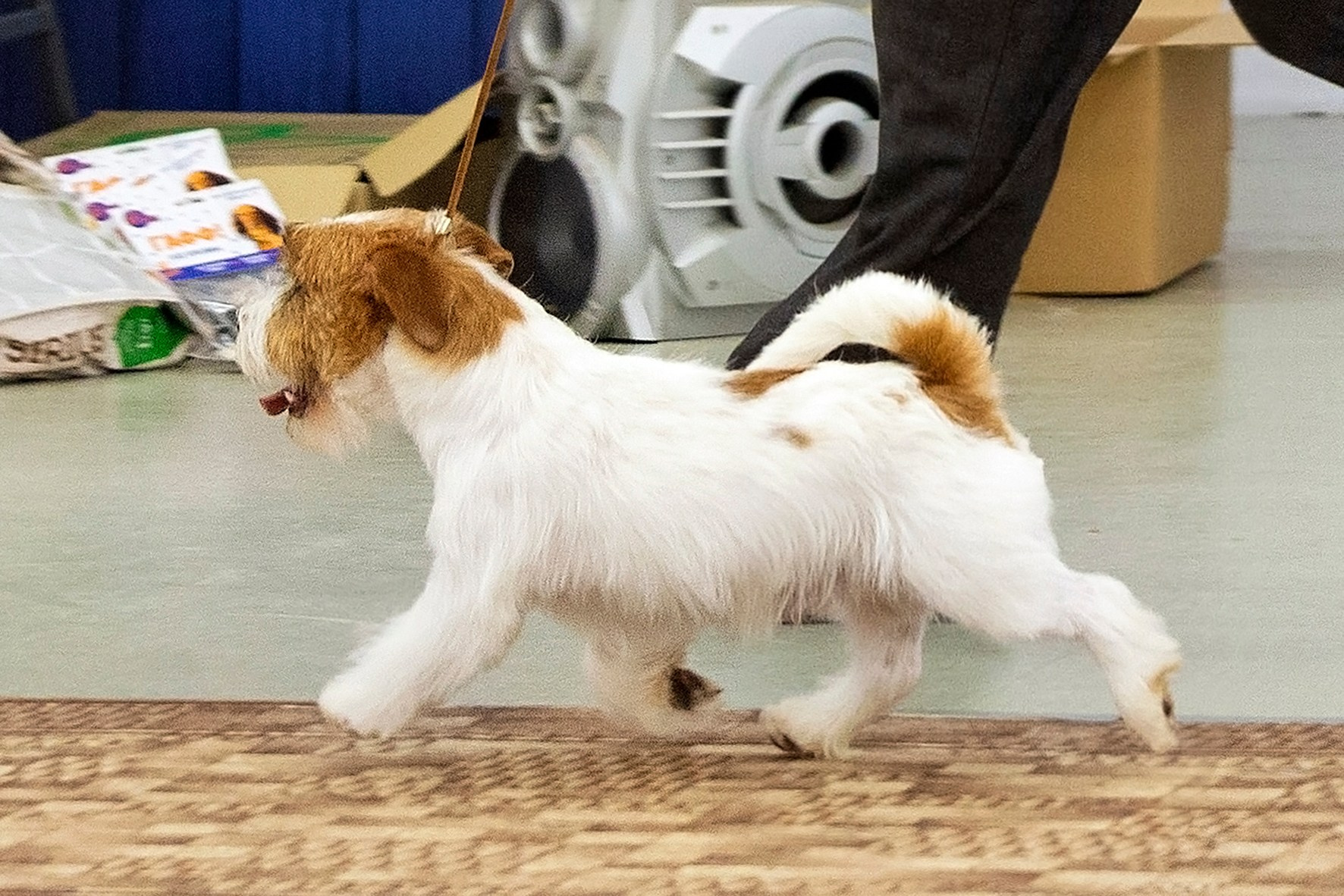 Port Fortis Zoom Zoom