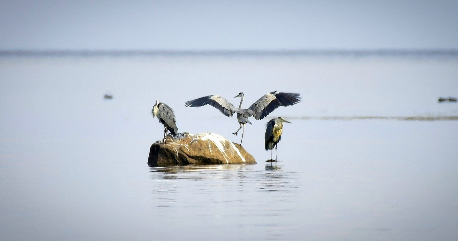 Images of wildlife. Artisistic photographs of Lena Sokolova