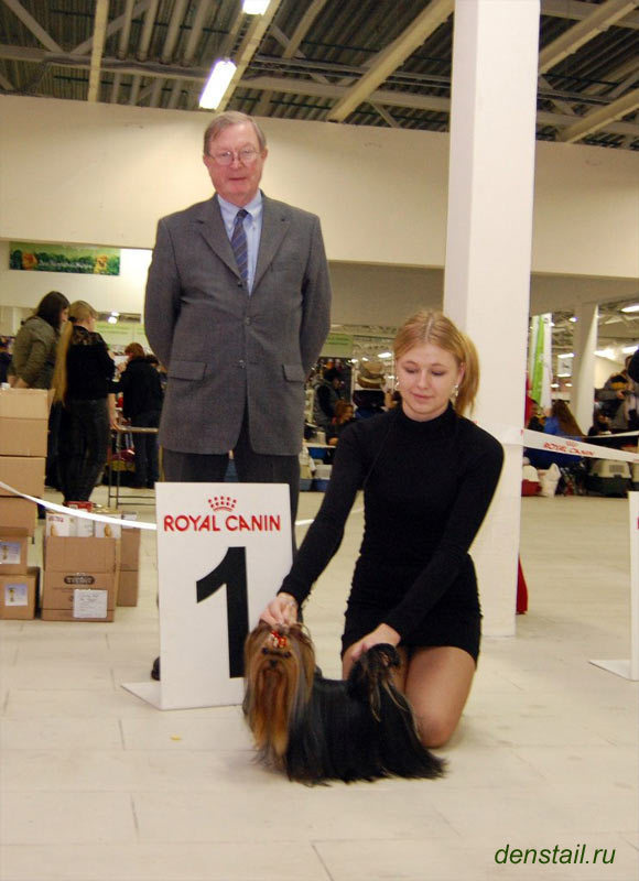 2011-2012 г Результаты выставок. Питомник Йоркширских терьеров Дэнстайл в Санкт-Петербурге заводчик Тих