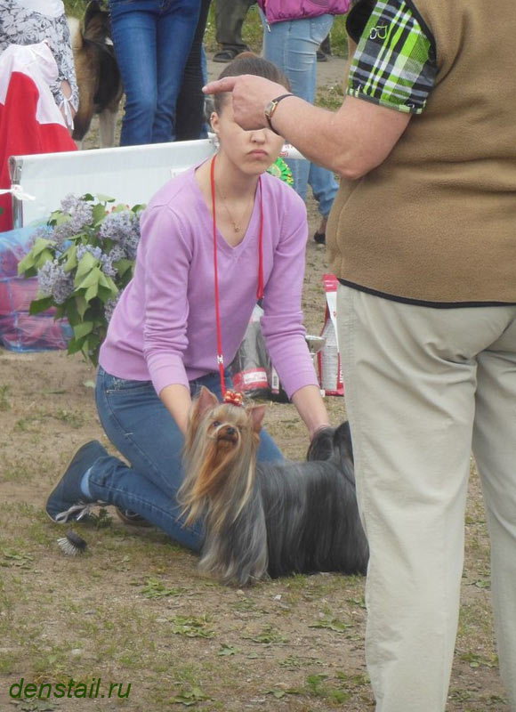 2013 г Результаты выставок. Питомник Йоркширских терьеров Дэнстайл в Санкт-Петербурге заводчик Тих