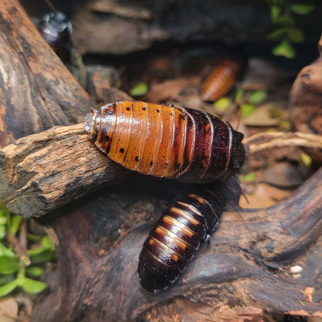 Террариум — рептилии и амфибии в зоопарке «Лесная Братва» Екатеринбург. Зоопарк уникальных животных Лесная братва