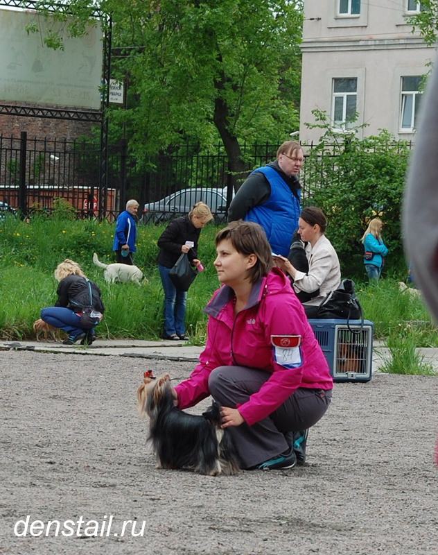 2013 г Результаты выставок. Питомник Йоркширских терьеров Дэнстайл в Санкт-Петербурге заводчик Тих