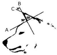 О ПОРОДЕ СИБА-ИНУ. SHIOMARU Питомник сиба и акита-ину