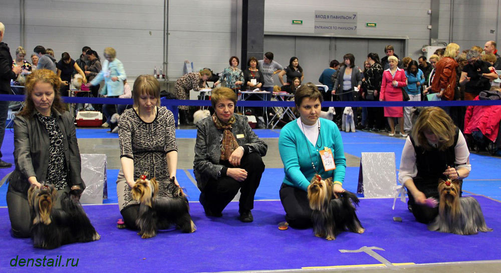 2015 г Результаты выставок. Питомник Йоркширских терьеров Дэнстайл в Санкт-Петербурге заводчик Тих
