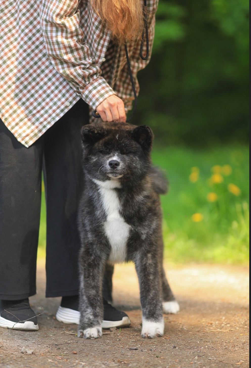 Brindle puppies. Kennel Akita inu