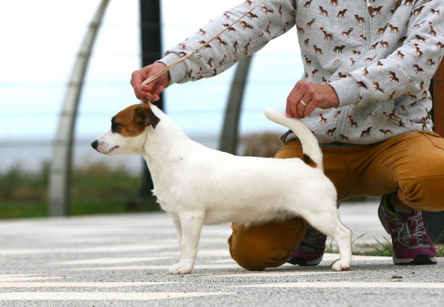LITTER «O» 23.02.2026. Lovely Orange kennel Jack Russell Terrier FCI/RKF