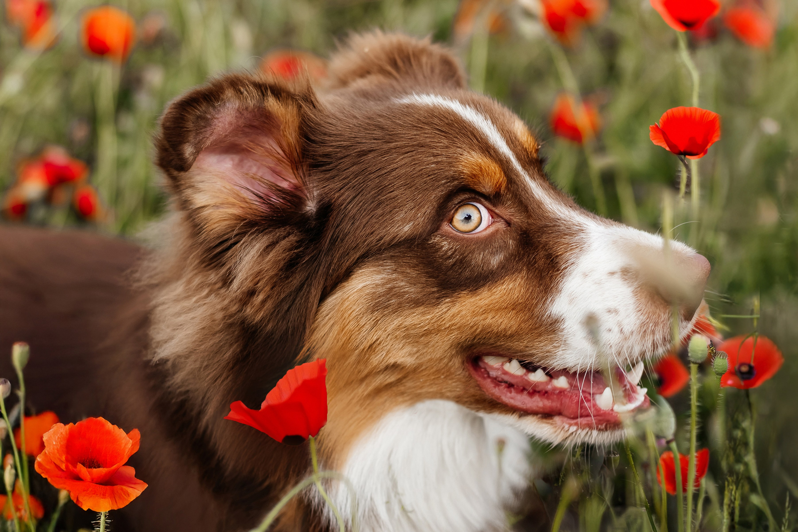 Animal. Фотограф Краснодар Марго Хелбен