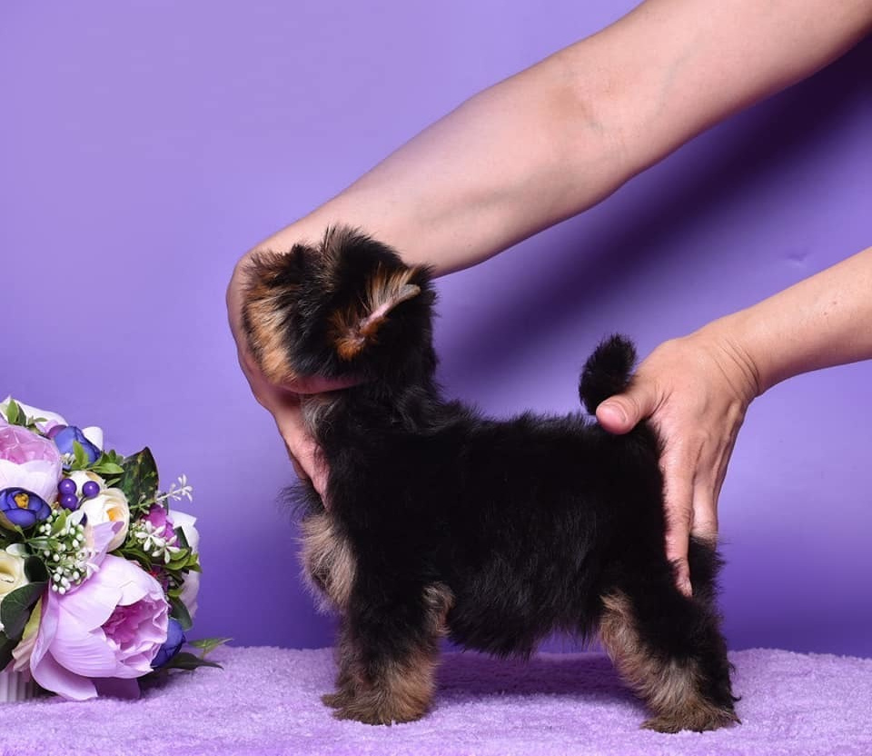 Very dark nice girl 3 month old. Adult weight 5 — 5.5 lbs. Питомник Йоркширских терьеров Дэнстайл в Санкт-Петербурге заводчик Тих