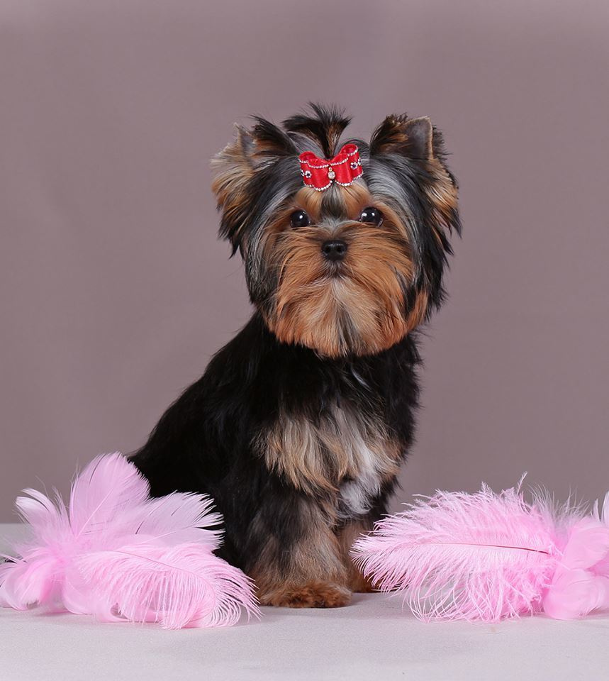 Euphoria’s Elegance. Питомник Йоркширских терьеров Дэнстайл в Санкт-Петербурге заводчик Тих