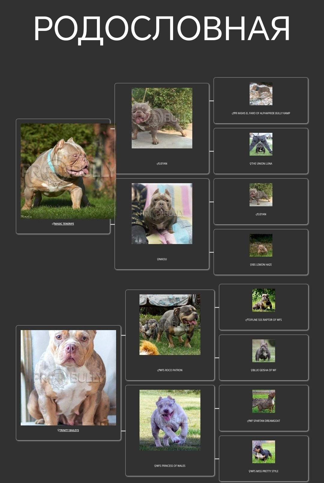 Питомник американских булли в Краснодаре 