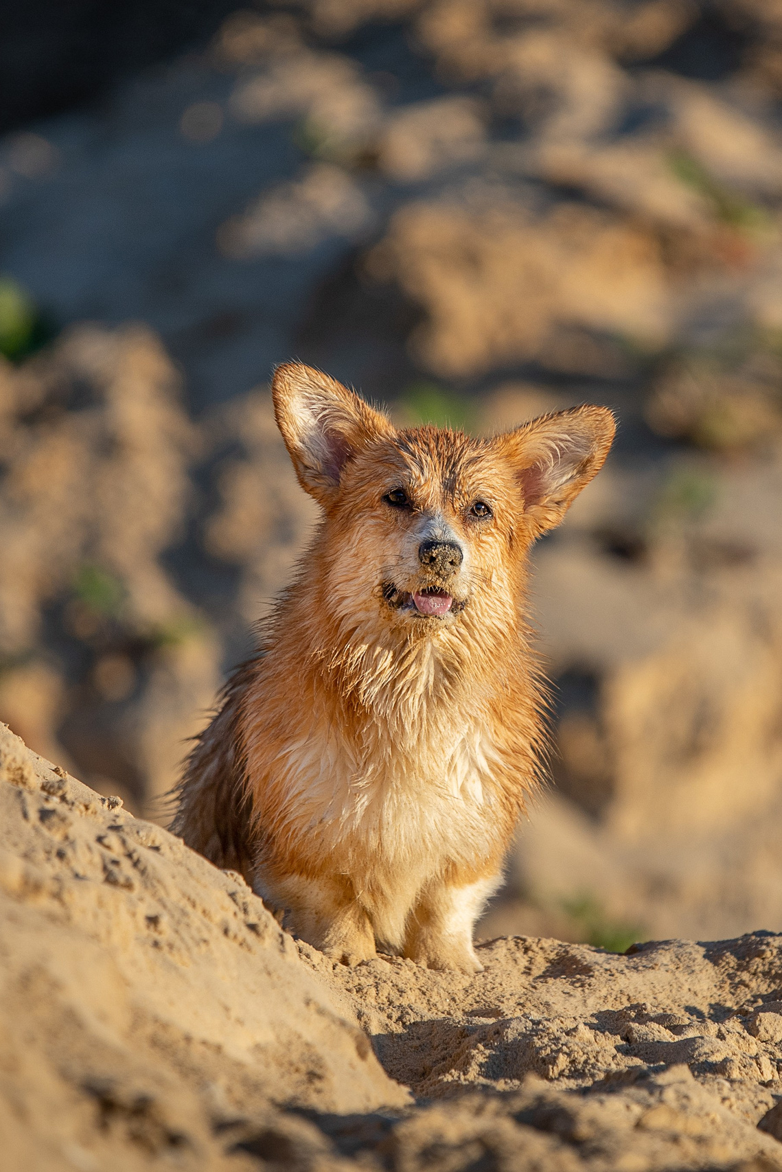Фотограф-анималист Александра Шеремет