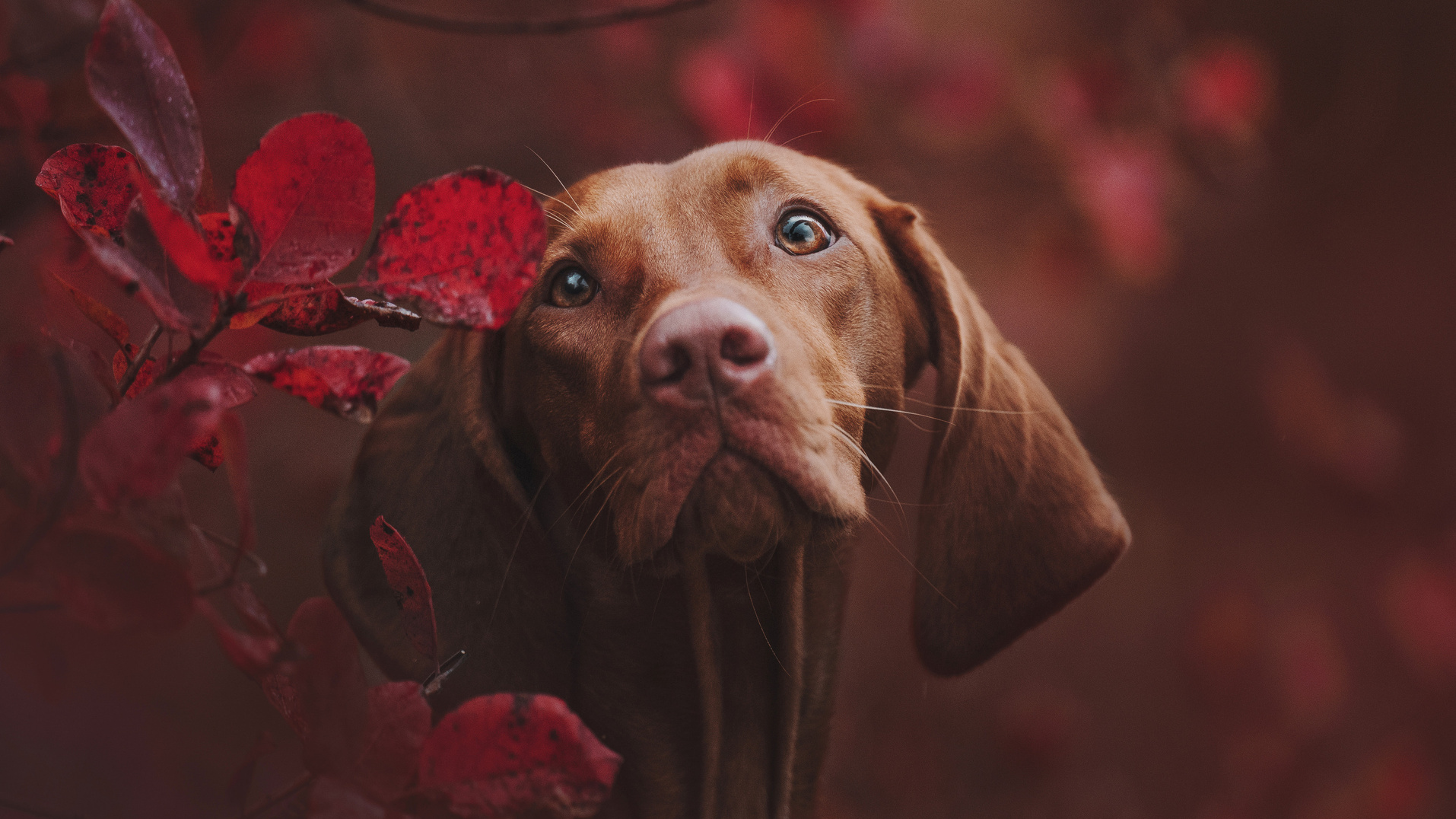 Контакты. Фотограф анималист Осипчикова Мария