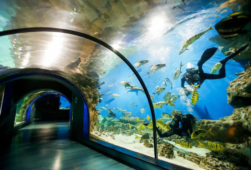 свадьба, регистрация брака, москвариум