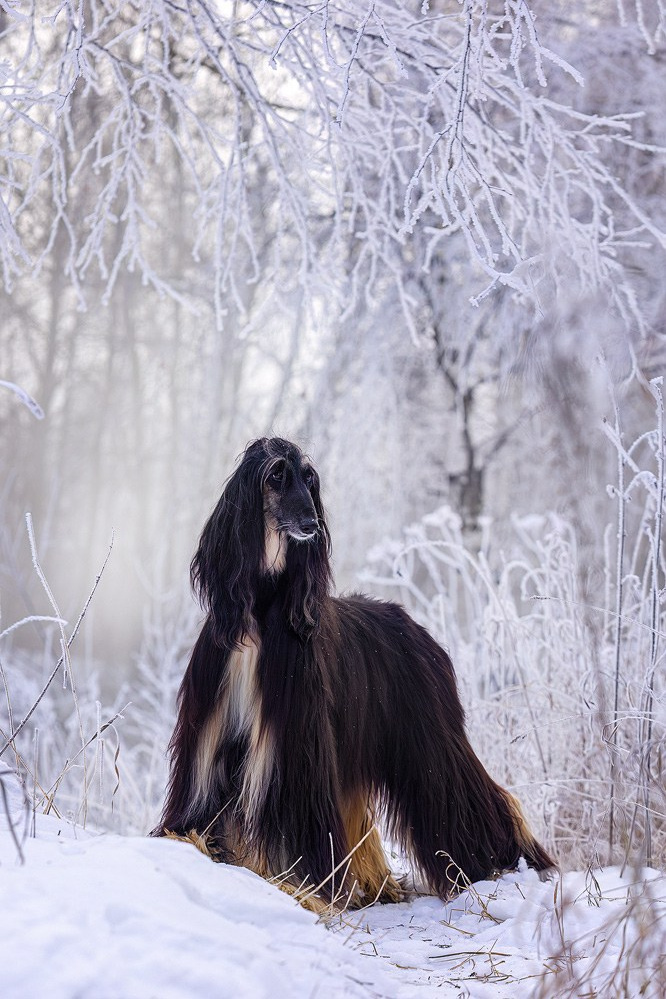 Фотограф-анималист Natalia Deingel | Фотосъемка собак в Москве