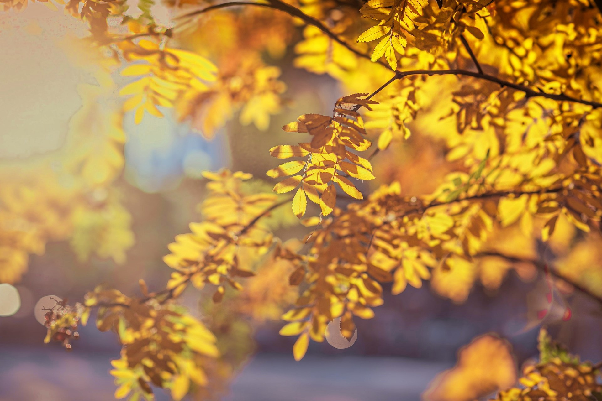 Осенняя прогулка. Фотограф Елена Вишневская (Ушакова) Нефтеюганск, Сургут, Тюмень